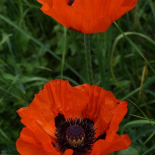 Papaver pseudo-orientale